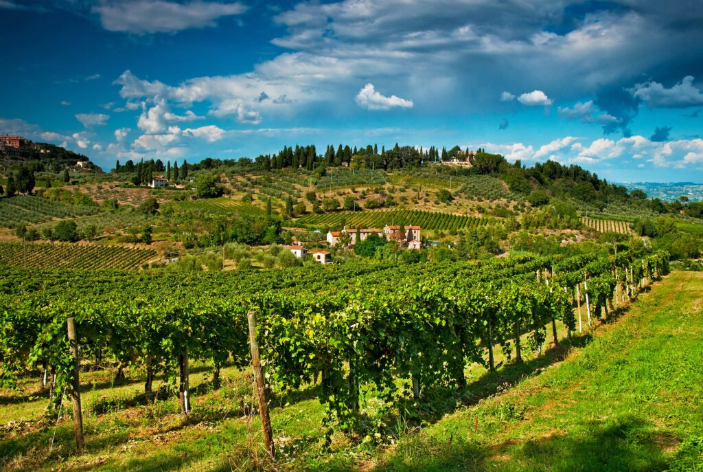 Vineyards San Gimignano
