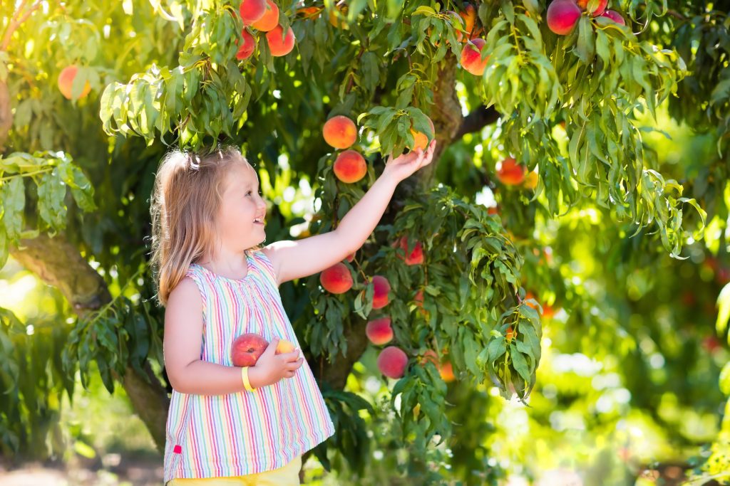 family friendly activities tuscan countryside fruit picking