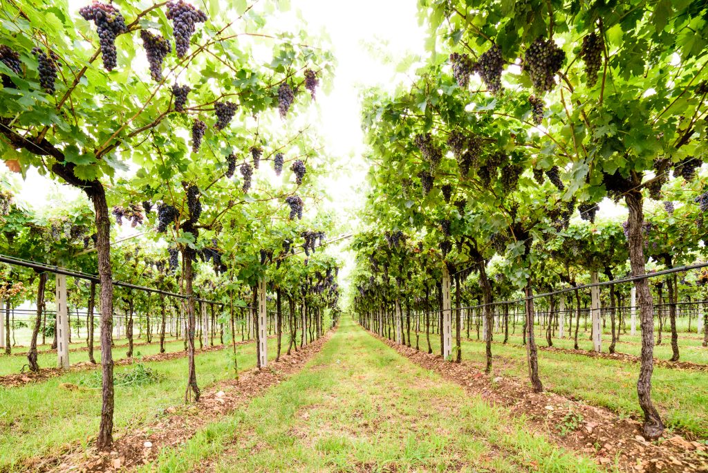 Valpolicella vineyard wine tasting from verona
