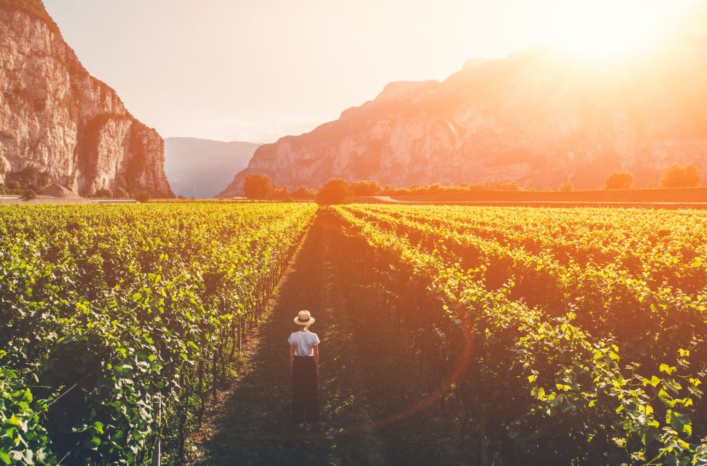 tuscan wine tour vineyards chianti region