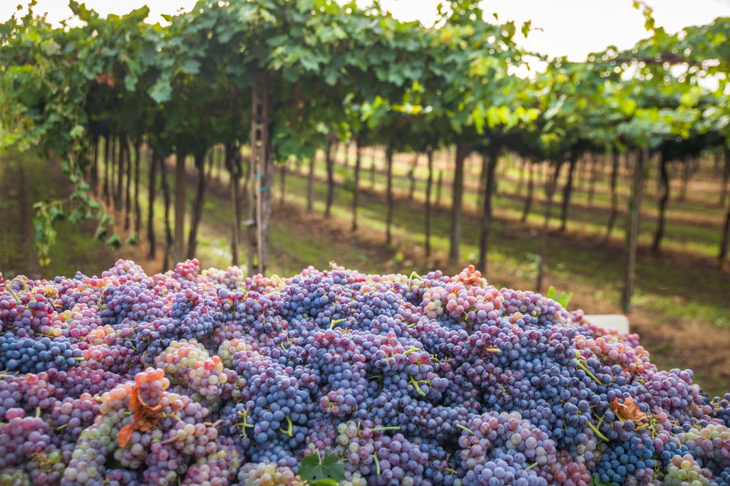 grape harvest in tuscany