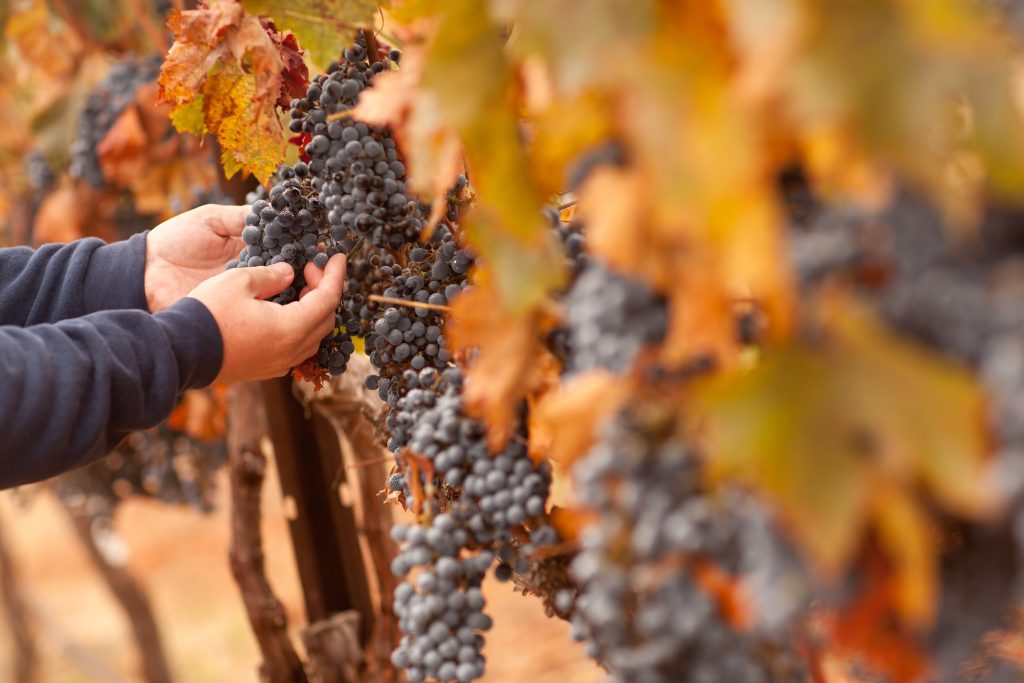 grape harvest wine vineyard tuscany