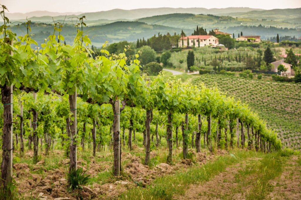 Frascati