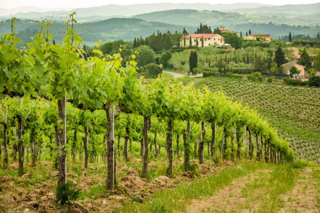 tuscany italy wine tours vineyards