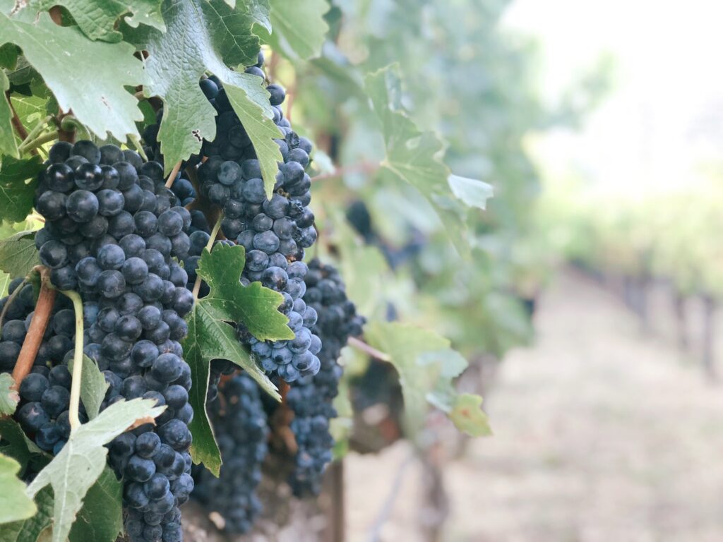 Italy cinque terre vineyard