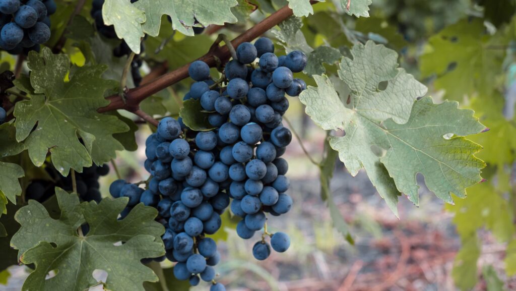 Tuscany And Florence Food And Wine Travel Guide 5