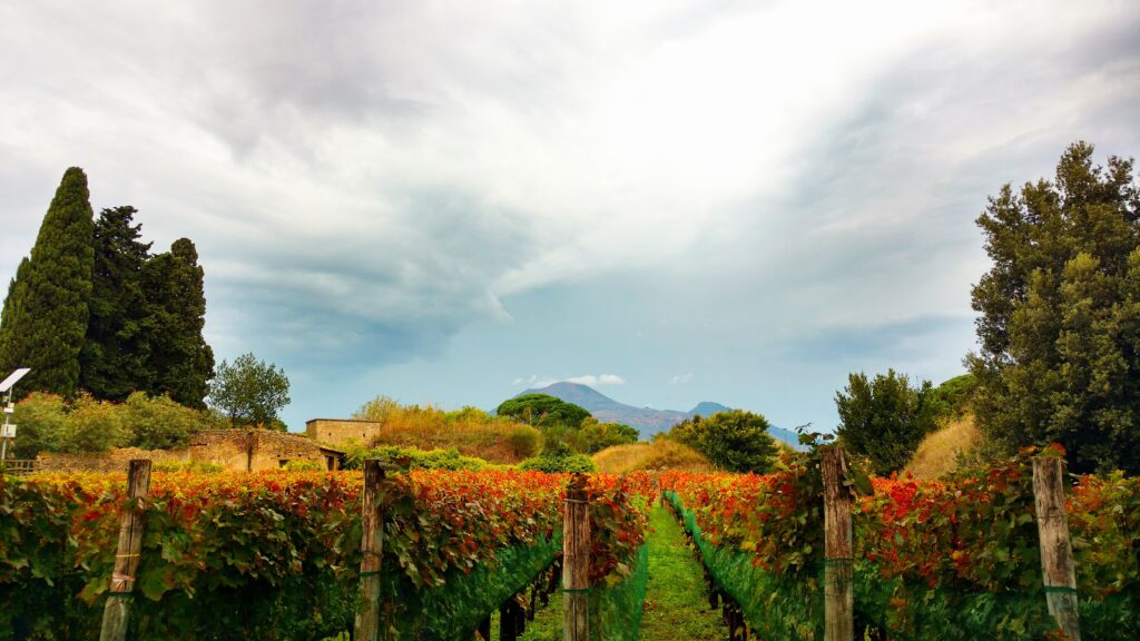 Italy vineyards